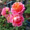 Dropshipping Claude Monet Mudas de Rosa Rosa Quatro Estações Flores de Vasos Plantas Trepadeiras Mudas Plantas Verdes