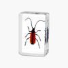 Resina de Venta Caliente Transfronteriza Muestras de Insectos Reales Araña Escorpión Saltamontes Regalo de Recompensa para Estudiantes de Primaria Regalo Artesanal