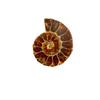 Crisantemo Caracol Fósil Jade Caracol Adornos de Piedra Originales Suministro de Fábrica al por Mayor Adornos de Caracol Crisantemo