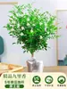 Planta de Jazmín en Maceta para Uso en Interiores, Repele Mosquitos, Elimina Olores, Perenne para Todas las Estaciones, Fresca y Fragante, Atractiva Planta con Flores para Escritorio del Hogar
