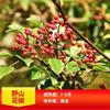 Mudas de Pimenta Rattan Hanyuan de Sichuan Autênticas Mudas de Pimenta Verde Pimenta Sem Espinhos Pimenta Verde Dahongpao Alimentos