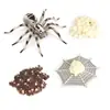 Set de 4 Piezas de Figuritas Realistas del Ciclo de Vida de la Araña Lobo  Modelo de Araña de Plástico Juguetes Educativos de Insectos para Niños Etapas de Crecimiento de la Araña de 05 cm a 95 cm
