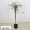 Planta Verde Artificial en Maceta Árbol Sangre de Dragón de Hoja Estrecha, Agave, Árbol de Yuca, Cola de Caballo Aguja de Hierro Girasol, Árbol de Hierro Decoración de Ventana