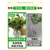 Dropshipping: pequeño árbol de lima, pequeño árbol de kumquat, pequeño árbol de limón naranja verde de Hainan, árbol frutal en maceta para balcón, plántulas frutales
