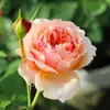 Mudas de Roseiras Trepadeiras com Fragrância Forte, Flores Grandes, Plantas Trepadeiras para Jardins, Flores em Vasos para Varandas, Roseiras Trepadeiras para Todas as Estações