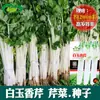 Sementes de Salsinha Jade Branco Sementes de Aipo Branco Aipo Branco de Sichuan Sementes de Vegetais para Varanda Sementes de Vegetais para Vasos Familiares