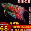 Flowerhorn Chinês, Flowerhorn Gigante, Peixe de Água Fria, Alevinos de Peixes Ornamentais Vivos Resistentes, Resistente ao Oxigênio