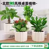 Las plantas en maceta son fáciles de cuidar en las salas de estar interiores.; plantas verdes hidropónicas, bonsáis creativos, plantas de la suerte, plantas pequeñas en maceta y árboles de la fortuna son todas excelentes opciones