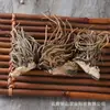 Venta al por mayor y entrega de Ligusticum, Ligusticum, Ligusticum, Ligusticum de Pera, Cebolla de Montaña, Cebolla y Siete Millas Dan