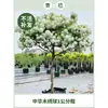 Plántulas de Hortensia de Madera China Cubo de Plantación para Exteriores Bola de Arpillera Semillas de Flores Patio Casa Montón Viejo de Madera Plantas en Maceta