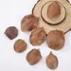 Cáscara de fruto de jacaranda azul natural materiales creativos de bricolaje para colgantes de bolsa, adornos, sonajeros y terapia de ruido blanco