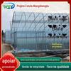 Estufa de uva pode ser exportada estufa de plantio estufa de criação estufa multi-edifício estufa inteligente estufa de morango