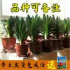 Plantas de Clívia em Vaso para Quatro Estações com Botões, Mudas Pequenas, Florais e Plantas, Plantas Verdes de Interior Fáceis de Cuidar, Hidroponia, Suculentas Fáceis de Cultivar