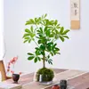 Pé de Pato Vasos Plantas Flores Plantas Internas Atrair Riqueza Sete Folhas Mesa Escritório Plantas Verdes Sempre-Verdes Quatro Estações Traga Riqueza de Todas as Direções