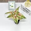 Simulación de impresión 3D transfronteriza bonsái de planta verde realista alta imitación decoración hogar planta verde bonsái flor artificial decoración de flor artificial