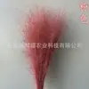 Vida eterna grama rosa e preta flores secas suprimentos para decoração de casamento materiais de flor diy materiais de flor eterna transfronteiriços fabricantes de Yunnan