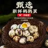 Huevos de Codorniz, Huevos Marinados, Empacados Individualmente, 60 Piezas, Horneados en Sal, Sabor Picante, Snacks para Oficina, Listos para Comer