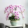 Plántulas de orquídea Phalaenopsis, plantas de Phalaenopsis en maceta con flores, flores de interior, plantas verdes, flores ornamentales en maceta, florecen en todas las estaciones, fáciles de cuidar