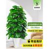 Planta en Maceta de Rábano Verde de Hoja Grande Columna Absorbe Formaldehído, Planta Verde Grande en Interiores para Atraer Riqueza y Prosperidad, Rábano Verde de Oficina, Sala de Estar Es Fácil de Mantener
