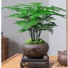 Plantas de Aspargo em Vasos Flor de Interior Bonsai Plantas Verdes para Casa Sala de Estar Escritório Fácil de Cultivar Pinheiro-nuvem Bambu Sempre-verde o Ano Todo