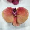 Phalaenopsis Simulada Venta al por mayor Transfronteriza Película de 9 Cabezas 3D Flor Artificial Phalaenopsis de Gama Alta Realista para Boda Se Puede Enviar en Nombre de Otros