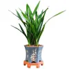 Dez Orquídeas Preciosas, Mudas Originais em Vasos Pretos, Orquídeas Resistentes ao Frio e Fáceis de Cultivar, Plantas Verdes de Interior Fortemente Perfumadas, Florais e Orquídeas