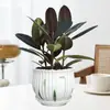 Planta en Maceta Árbol de Caucho Black Diamond Absorbe Formaldehído en Interiores Planta Verde Fácil de Cultivar Todas las Estaciones Planta de Árbol de Caucho Purifica el Aire