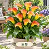 Bulbo de Lírio-do-calla Colorido Tubérculo Rizoma Flores de Jardim Plantas em Vaso Plantação de Quatro Estações Bulbo de Lírio-do-calla Holandês