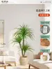 Plantas Verdes Artificiais de Alta Qualidade para Decoração de Sala de Estar, Planta Realista Falsa de Figueira-da-Índia Preta para Decoração de Sala de Transmissão ao Vivo