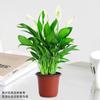 Plantas hidropônicas de palmeira rosa com dropshipping são fáceis de cultivar em ambientes internos, pequenas plantas verdes em vasos, flores frescas, fáceis de cultivar e florescer em todas as estações