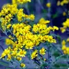 180 Variedades de Sementes de Flores Não Repetitivas, Fáceis de Cultivar em Todas as Estações, Podem Afastar Mosquitos, Adequadas para Varandas Internas e Externas, Distribuição Transfronteiriça