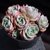 Base de planta suculenta autoproducida y autovendida al por mayor suculentas pequeñas combinación de flores plantas en maceta plantas carnosas Lithops Haworthia