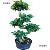Mudas de Bonsai de Tronco de Árvore Perene de Quatro Estações Plantas de Interior Ginseng Banyan Ficus de Folha Pequena Árvore em Vaso Novo Trigo Artificial Resistente ao Frio Taibo