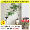 Plántulas de Banyan en Maceta Jacaranda Rojo Árbol Grande Plantas de Embellecimiento Sala de Estar Interior Plantas Verdes Paisajismo Árboles para Paisajismo de Puertas