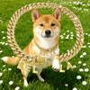 Nuevo Colgante de Letra Accesorios para Mascotas Collar de Aleación Cadena Cubana Collar Hip-Hop para Gatos y Perros Grandes, Medianos, Pequeños Ragdoll