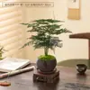 Espárrago Planta en Maceta Interior Sala de Estar Zen Chino Bonsái Pequeño Fácil de Cultivar Plantas Verdes Adornos de Oficina Florales Creativos