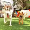 Tapete Sanitário para Cachorro Grama Cachorro Pequeno Urina Vaso Sanitário Fezes Doméstico Tapete para Chão de Cachorro Pet Shop Gatos