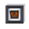 Marco de Fotos con Foto de Espécimen de Mariposa Famosa Pintura Decorativa de Madera Adorno Retro Europeo Soporte de Exhibición Muebles DIY Regalo de Cumpleaños