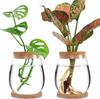 Embalagem transfronteiriça criativa preguiçoso vaso de vidro transparente arranjo de flores ornamentos cortiça hidropônico planta garrafa verde endro garrafa ecológica