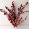 Hoja de Eucalipto Flor Preservada Manzana Goma de Mascar Goma de Dinero Decoración Florero Accesorio Hojas Mobiliario Suave Hojas Reales Flores Secas