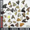 Especimen de Mariposa, Especimen de Mariposa Real con Alas sin Desplegar, Empaquetado en una Bolsa de Esquina, Herramienta Educativa de Ciencia, Nuevo Especimen de Mariposa con Alas sin Desplegar
