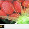 Bolsa para Cebo de Jaula de Camarones, Bolsa para Cebo, Bolsa de Malla, Bolsa para Lombrices de Tierra, Caja para Lombrices de Tierra, Bola de Cebo, Red de Pesca, Venta al por Mayor de Equipo de Pesca