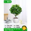 Mudas Pequenas de Limão Laranja Verde de Hainan Mudas de Semente de Limão Kumquat Em Vasos Sala de Estar Interna Varanda Árvore Frutífera Mudas de Frutas o Ano Todo