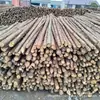 Postes de Cedro de 4 m de Largo para Ingeniería de Riberas, Control de Inundaciones, Plantación de Cedros, Plántulas para Paisajismo, Postes de Soporte Estables, Tela No Tejida