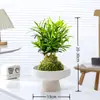 Bonsai Podocarpus Velho em Pilha Paisagismo Escritório Mesa Desktop Celebridade da Internet Planta Verde Planta em Vaso É Fácil de Cultivar em Todas as Estações e Purifica o Ar Planta