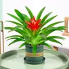 Planta em Vaso Sorte e Fortuna: Planta com Flor em Vaso Grande Adequada para Colocar na Sala de Estar, Flores de Interior Fáceis de Manter para Cultivo Doméstico o Ano Todo