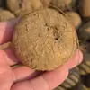 Bulbos de Semillas de Cyclocarya, Plantas Trepadoras, Bulbos de Semillas de Philodendron, Plantas Doradas para Hidroponía de Oficina, Cultivo en Tierra y Plantas en Maceta