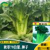Qiucui 79 Sementes de Repolho Cultivo de Horta de Vegetais de Terra Arável Híbrido de Maturação Precoce Folhas Verdes de Cânhamo Repolho Fácil de Decompor Sementes de Vegetais