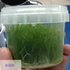 Cubo de Almacenamiento Sellado Popular de PP, Contenedor de Plástico con Tapa, Cubo Redondo Portátil, Cubo Práctico Espesado para Almacenamiento de Alimentos