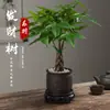 Árbol del Dinero Maceta Planta de Interior Tierra para Flores Pequeño Bonsái Cultivado en Maceta Planta Verde para Sala de Estar Oficina Fortuna Cerámica Maceta Pequeña
